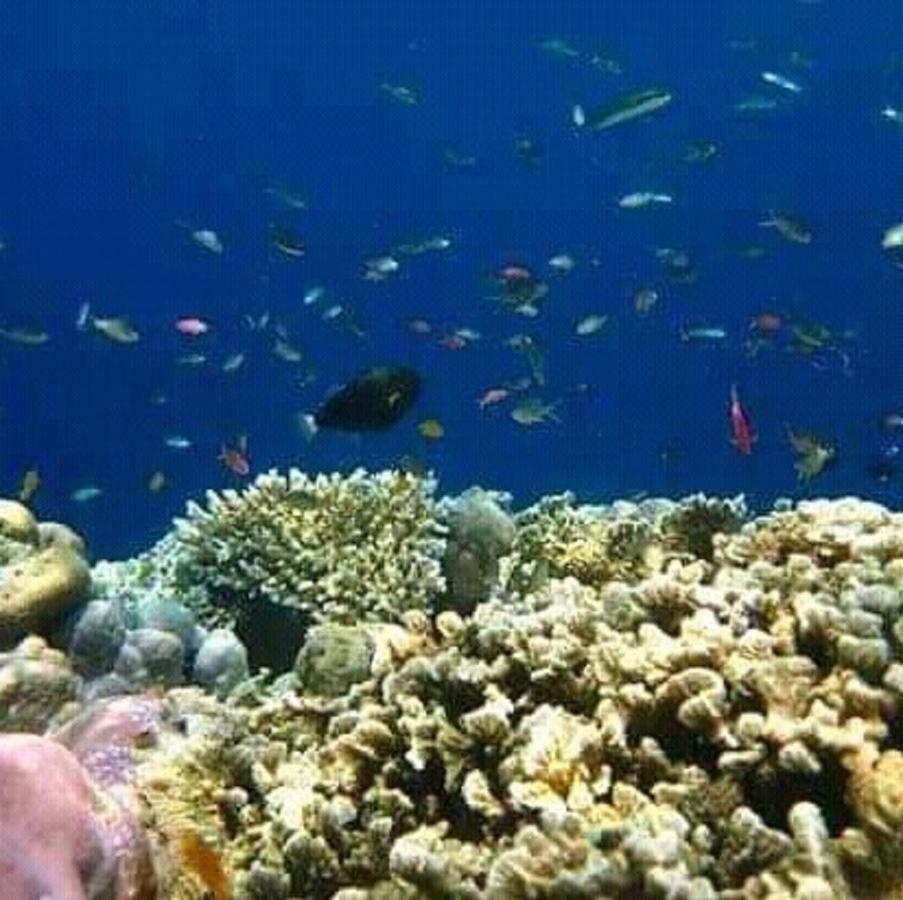 Taman Menjangan Homestay By Snorkelingmenjangan Banyuwedang Eksteriør bilde